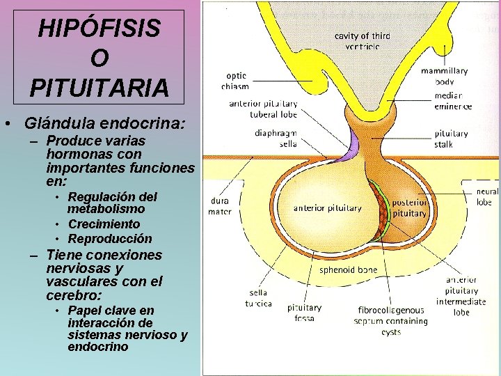 HIPÓFISIS O PITUITARIA • Glándula endocrina: – Produce varias hormonas con importantes funciones en: