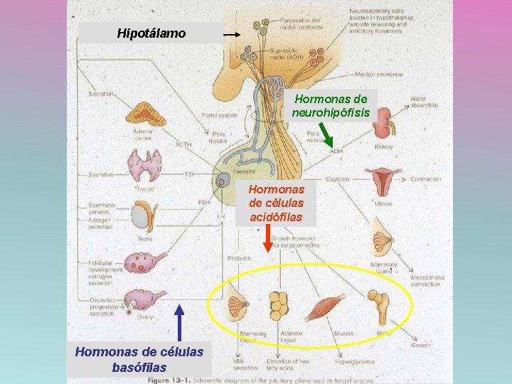 Hipotálamo Hormonas de neurohipófisis Hormonas de células acidófilas Hormonas de células basófilas 