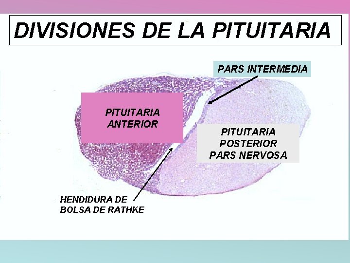 DIVISIONES DE LA PITUITARIA PARS INTERMEDIA PITUITARIA ANTERIOR HENDIDURA DE BOLSA DE RATHKE PITUITARIA