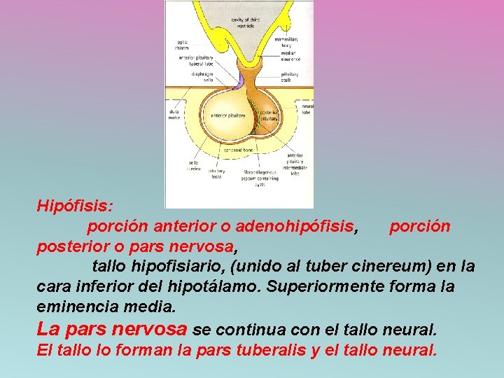 Hipófisis: porción anterior o adenohipófisis, porción posterior o pars nervosa, tallo hipofisiario, (unido al