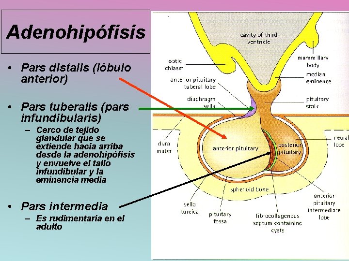 Adenohipófisis • Pars distalis (lóbulo anterior) • Pars tuberalis (pars infundibularis) – Cerco de