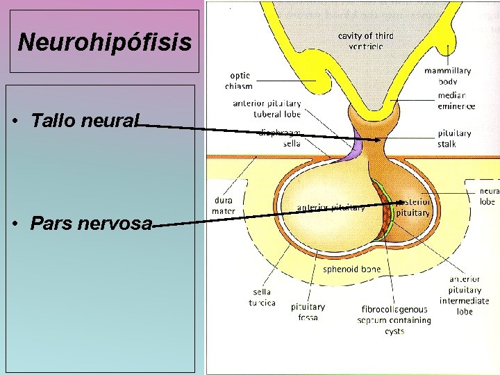 Neurohipófisis • Tallo neural • Pars nervosa 