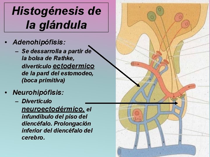 Histogénesis de la glándula • Adenohipófisis: – Se dessarrolla a partir de la bolsa