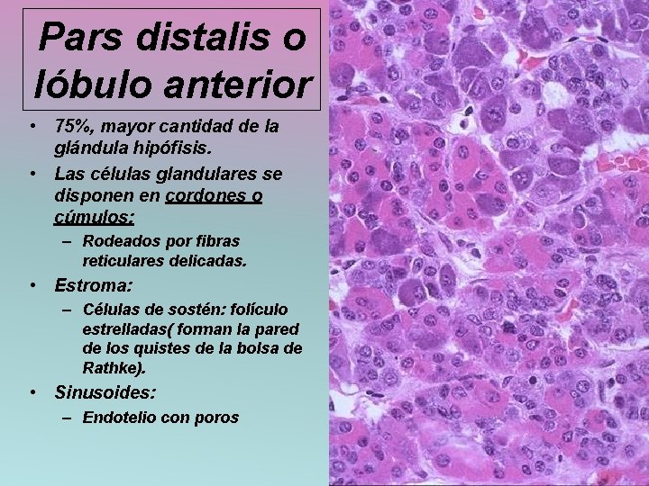 Pars distalis o lóbulo anterior • 75%, mayor cantidad de la glándula hipófisis. •