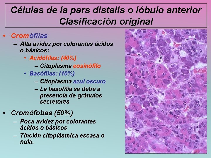 Células de la pars distalis o lóbulo anterior Clasificación original • Cromófilas – Alta