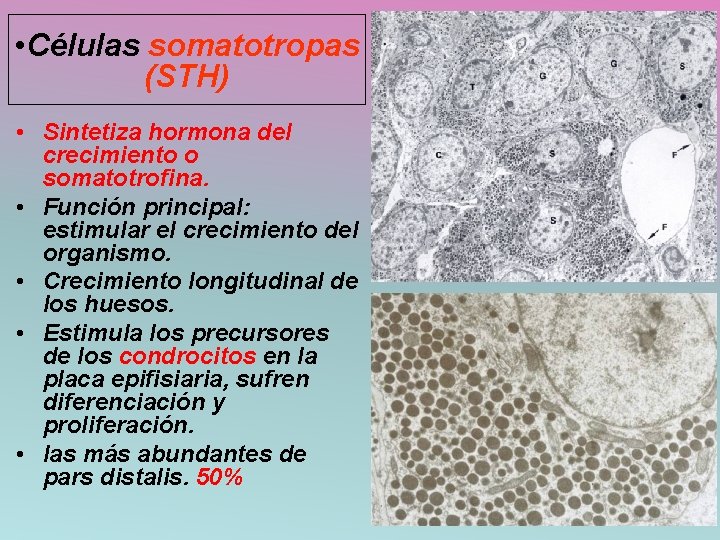  • Células somatotropas (STH) • Sintetiza hormona del crecimiento o somatotrofina. • Función