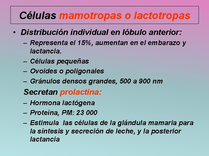 Células mamotropas o lactotropas • Distribución individual en lóbulo anterior: – Representa el 15%,