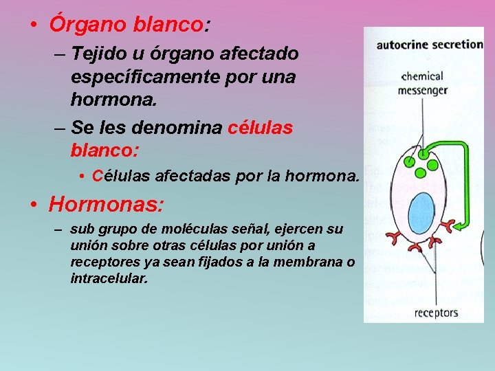  • Órgano blanco: – Tejido u órgano afectado específicamente por una hormona. –