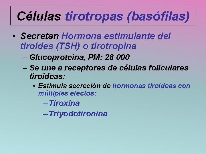 Células tirotropas (basófilas) • Secretan Hormona estimulante del tiroides (TSH) o tirotropina – Glucoproteína,