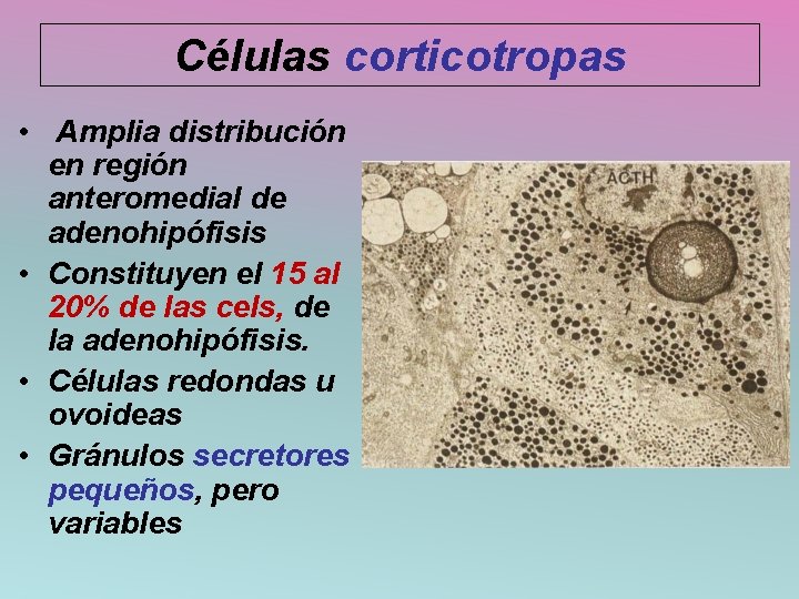 Células corticotropas • Amplia distribución en región anteromedial de adenohipófisis • Constituyen el 15