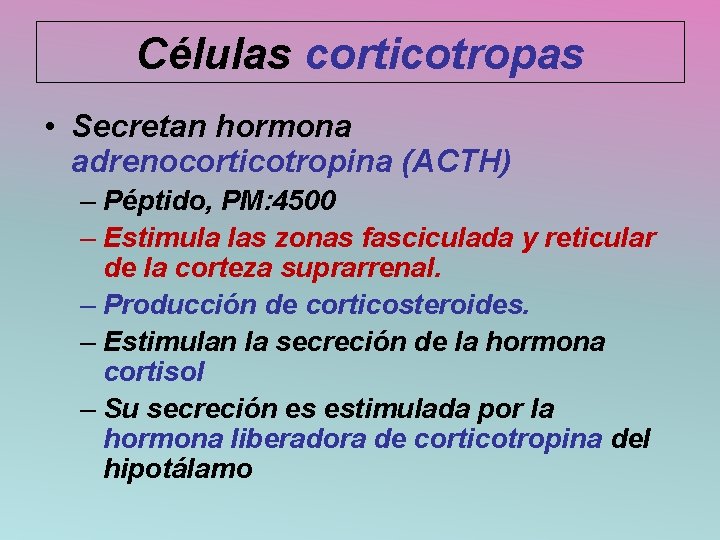 Células corticotropas • Secretan hormona adrenocorticotropina (ACTH) – Péptido, PM: 4500 – Estimula las