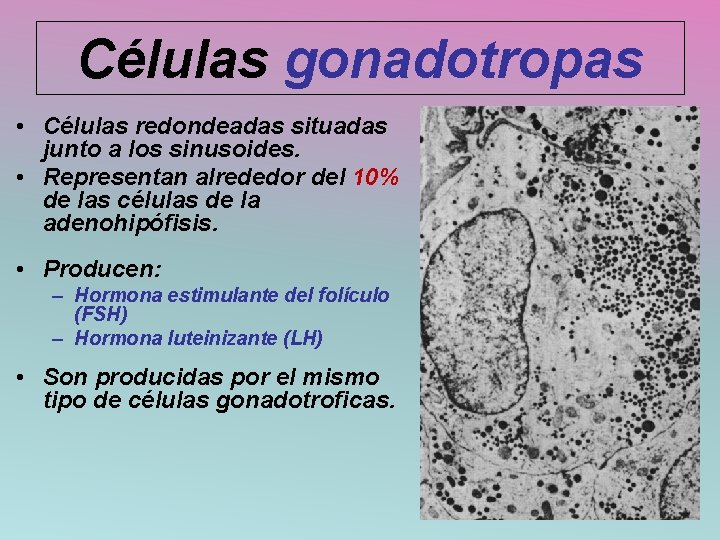 Células gonadotropas • Células redondeadas situadas junto a los sinusoides. • Representan alrededor del