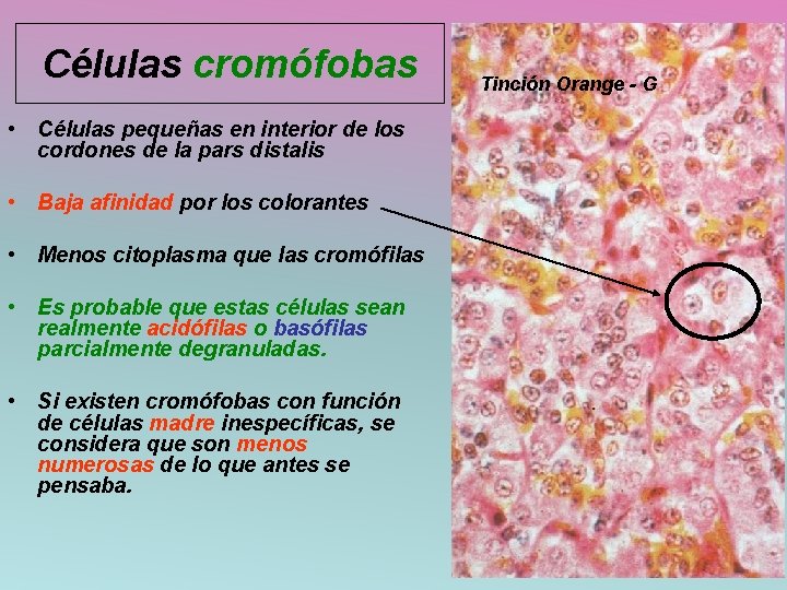 Células cromófobas • Células pequeñas en interior de los cordones de la pars distalis