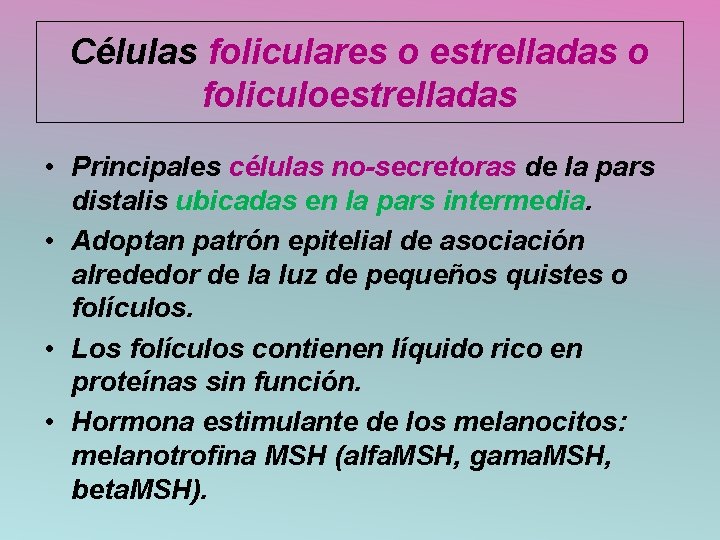 Células foliculares o estrelladas o foliculoestrelladas • Principales células no-secretoras de la pars distalis