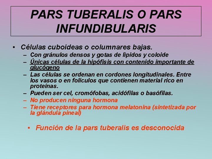 PARS TUBERALIS O PARS INFUNDIBULARIS • Células cuboideas o columnares bajas. – Con gránulos