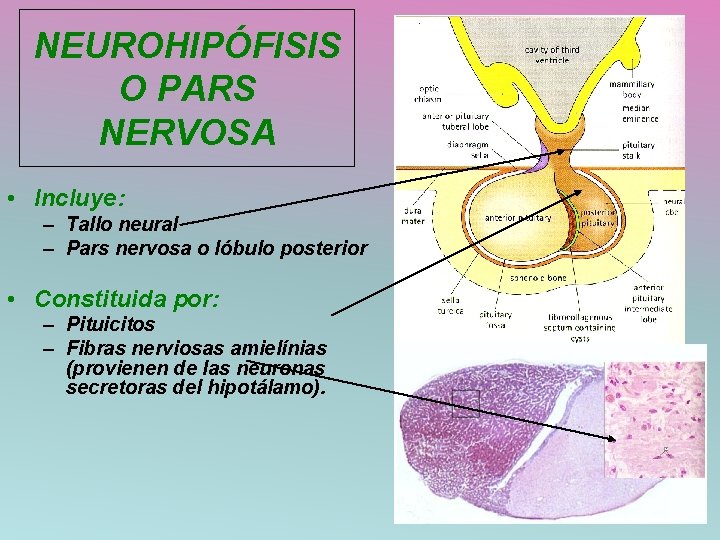 NEUROHIPÓFISIS O PARS NERVOSA • Incluye: – Tallo neural – Pars nervosa o lóbulo