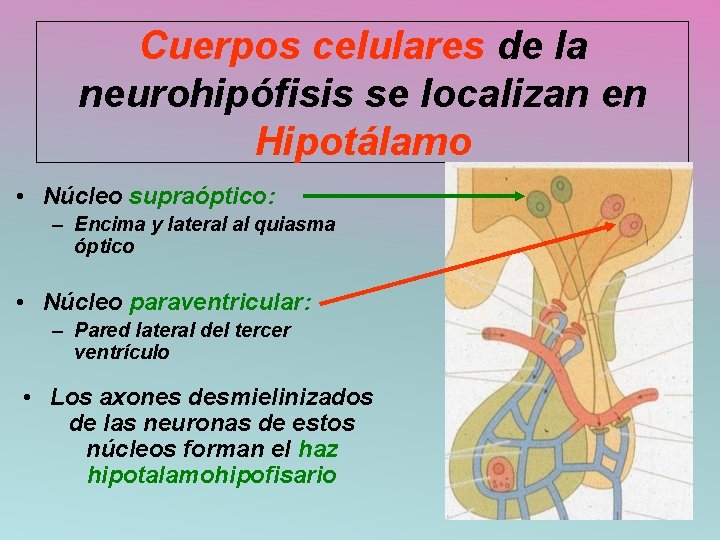 Cuerpos celulares de la neurohipófisis se localizan en Hipotálamo • Núcleo supraóptico: – Encima