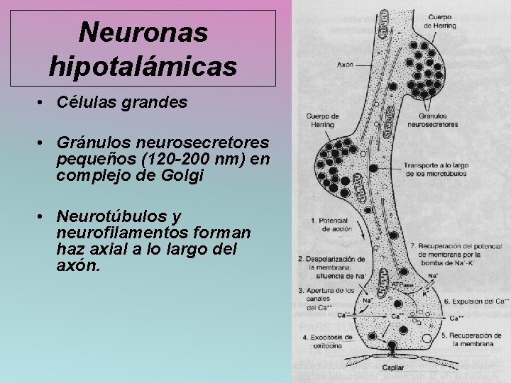 Neuronas hipotalámicas • Células grandes • Gránulos neurosecretores pequeños (120 -200 nm) en complejo