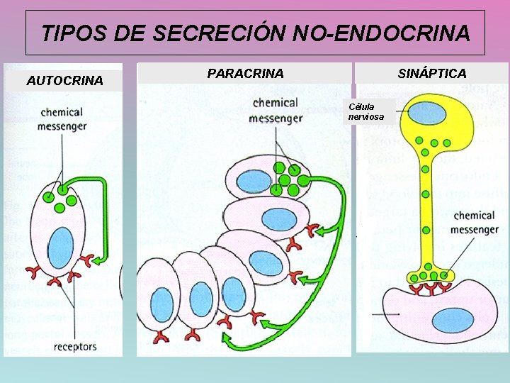 TIPOS DE SECRECIÓN NO-ENDOCRINA AUTOCRINA PARACRINA SINÁPTICA Célula nerviosa 