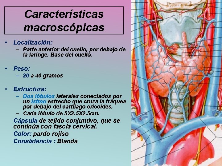 Características macroscópicas • Localización: – Parte anterior del cuello, por debajo de la laringe.