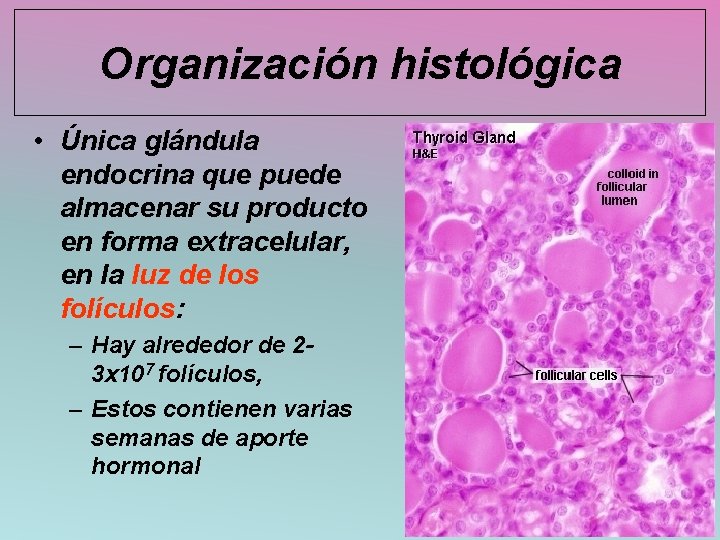 Organización histológica • Única glándula endocrina que puede almacenar su producto en forma extracelular,