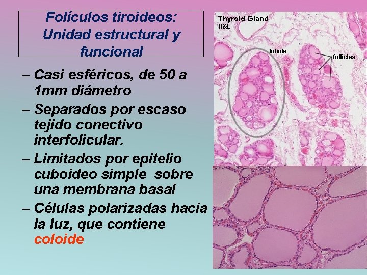 Folículos tiroideos: Unidad estructural y funcional – Casi esféricos, de 50 a 1 mm