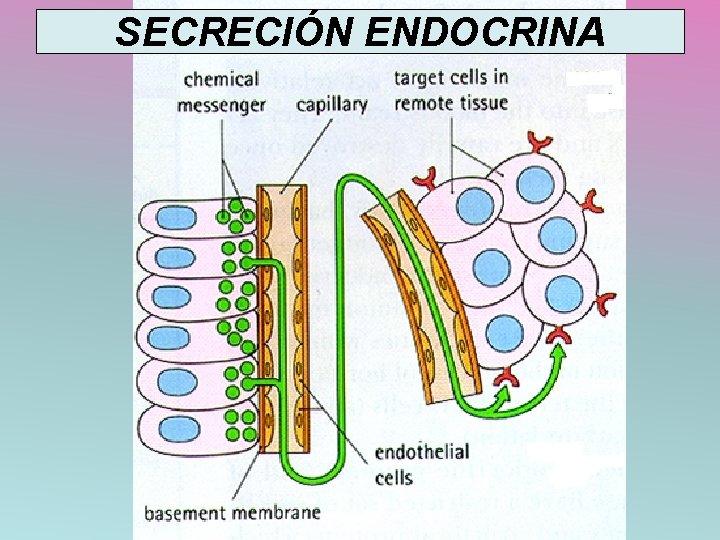SECRECIÓN ENDOCRINA 