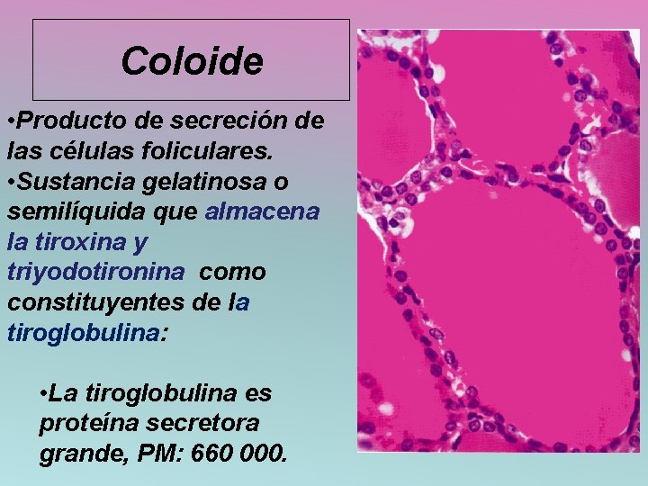 Coloide • Producto de secreción de las células foliculares. • Sustancia gelatinosa o semilíquida