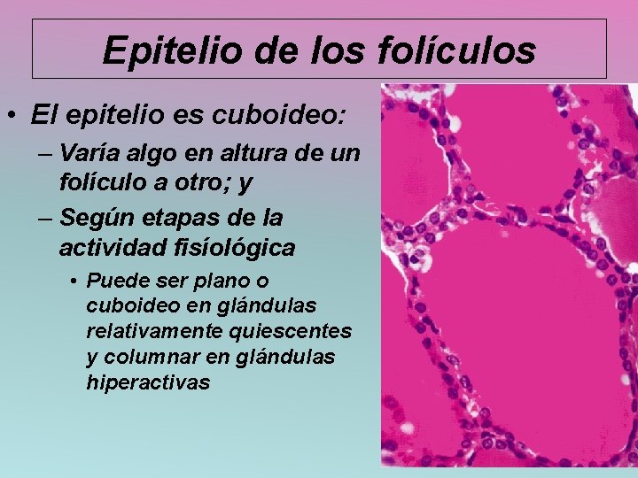 Epitelio de los folículos • El epitelio es cuboideo: – Varía algo en altura