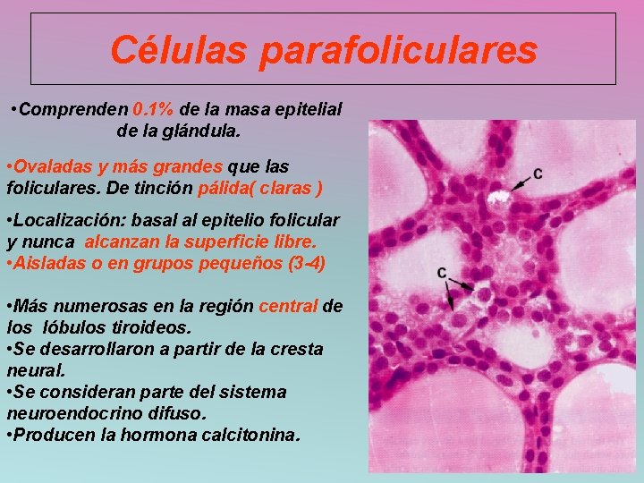 Células parafoliculares • Comprenden 0. 1% de la masa epitelial de la glándula. •