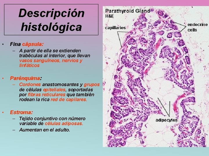 Descripción histológica • Fina cápsula: – A partir de ella se extienden trabéculas al