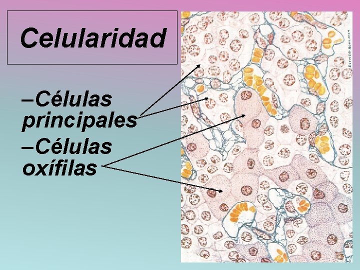 Celularidad –Células principales –Células oxífilas 