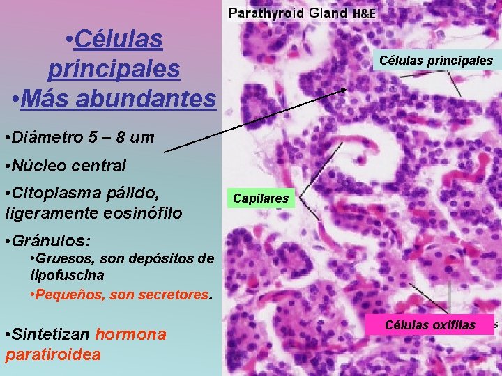  • Células principales • Más abundantes Células principales • Diámetro 5 – 8