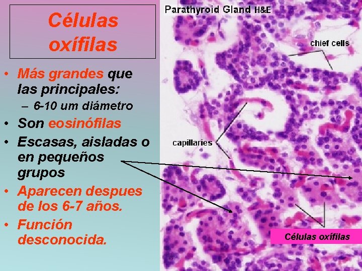 Células oxífilas • Más grandes que las principales: – 6 -10 um diámetro •