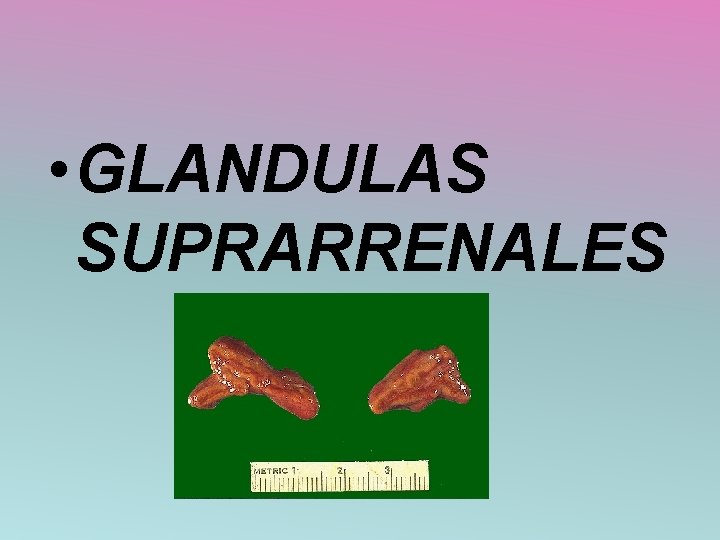  • GLANDULAS SUPRARRENALES 