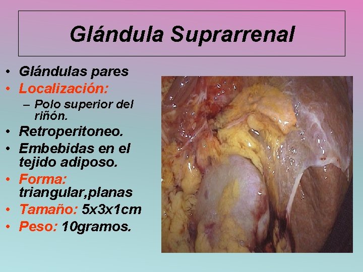 Glándula Suprarrenal • Glándulas pares • Localización: – Polo superior del riñón. • Retroperitoneo.