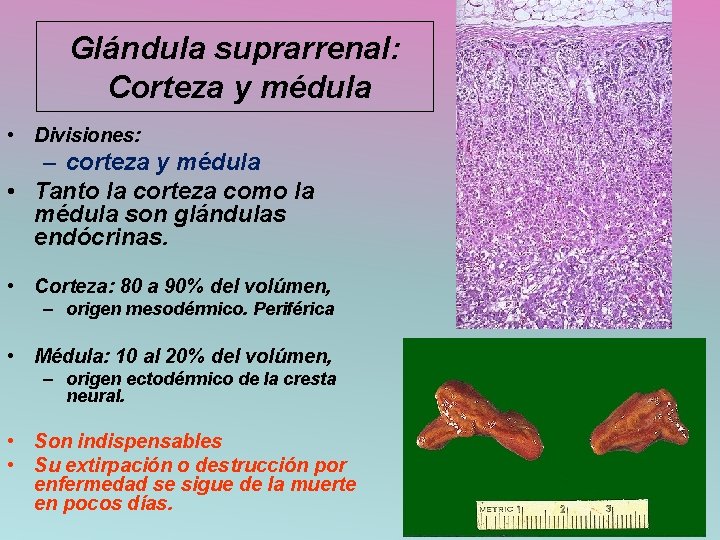 Glándula suprarrenal: Corteza y médula • Divisiones: – corteza y médula • Tanto la