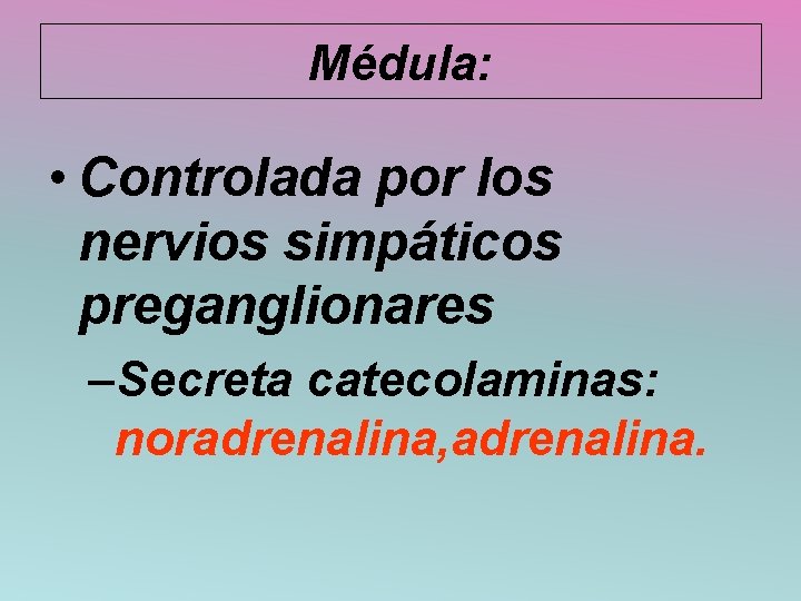 Médula: • Controlada por los nervios simpáticos preganglionares –Secreta catecolaminas: noradrenalina, adrenalina. 