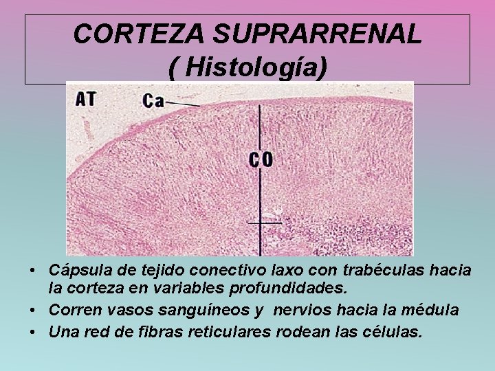 CORTEZA SUPRARRENAL ( Histología) • Cápsula de tejido conectivo laxo con trabéculas hacia la