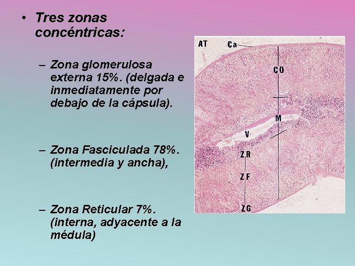  • Tres zonas concéntricas: – Zona glomerulosa externa 15%. (delgada e inmediatamente por