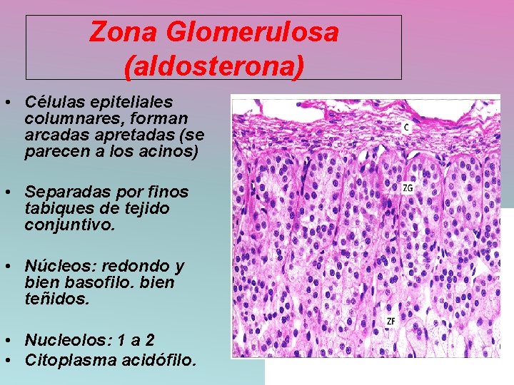 Zona Glomerulosa (aldosterona) • Células epiteliales columnares, forman arcadas apretadas (se parecen a los