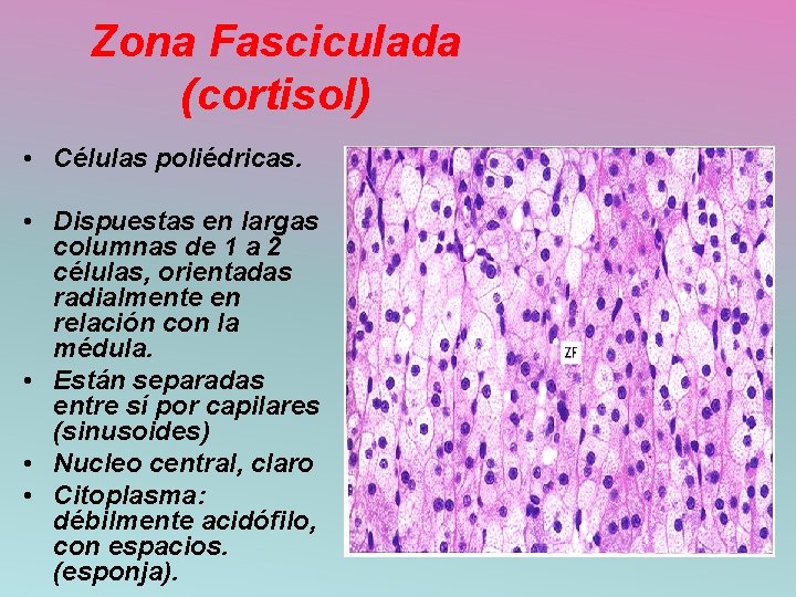 Zona Fasciculada (cortisol) • Células poliédricas. • Dispuestas en largas columnas de 1 a