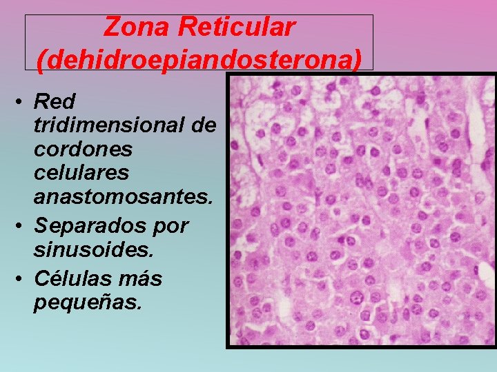 Zona Reticular (dehidroepiandosterona) • Red tridimensional de cordones celulares anastomosantes. • Separados por sinusoides.