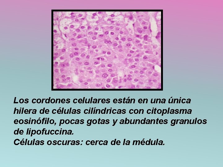 Los cordones celulares están en una única hilera de células cilíndricas con citoplasma eosinófilo,