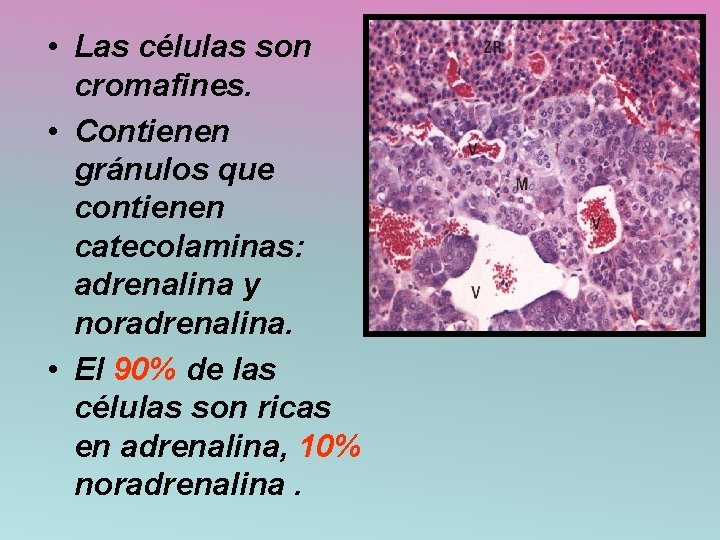  • Las células son cromafines. • Contienen gránulos que contienen catecolaminas: adrenalina y