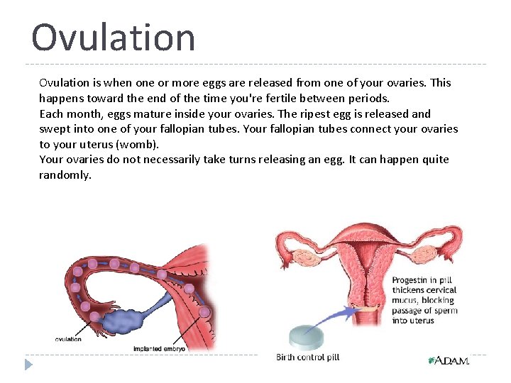 Ovulation is when one or more eggs are released from one of your ovaries.