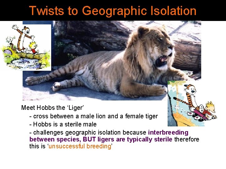 Twists to Geographic Isolation Meet Hobbs the ‘Liger’ - cross between a male lion Twists to Geographic Isolation Meet Hobbs the ‘Liger’ - cross between a male lion