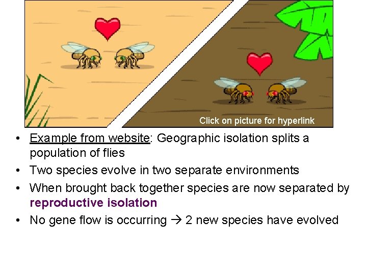 Click on picture for hyperlink • Example from website: Geographic isolation splits a population Click on picture for hyperlink • Example from website: Geographic isolation splits a population