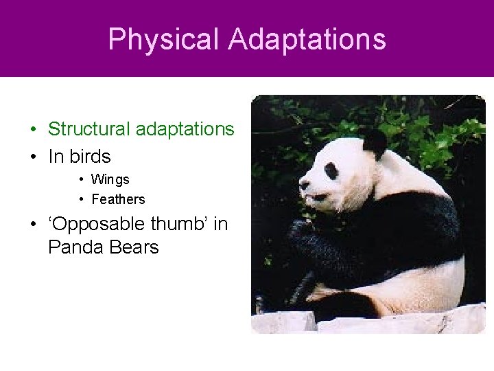 Physical Adaptations • Structural adaptations • In birds • Wings • Feathers • ‘Opposable Physical Adaptations • Structural adaptations • In birds • Wings • Feathers • ‘Opposable