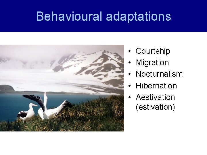 Behavioural adaptations • • • Courtship Migration Nocturnalism Hibernation Aestivation (estivation) Behavioural adaptations • • • Courtship Migration Nocturnalism Hibernation Aestivation (estivation)
